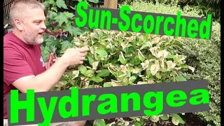 Sun-Scorched Hydrangea - How to fix browned or wilted hydrangea - Placement in shade and sun