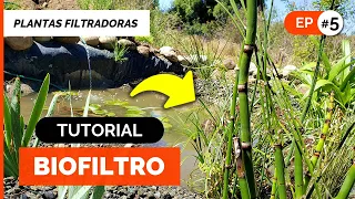 CÓMO HACER UN BIOFILTRO CASERO 💧🌱 Estanque para Tratamiento de Aguas Grises ♻️ ep#5 Filtro Plantas