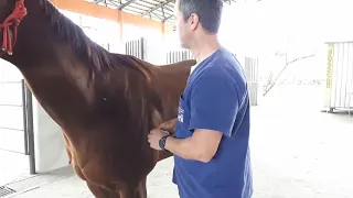 Cavalo com osteoartrose na articulação fêmoro-tibio-patelar direita
