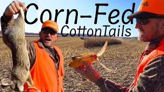 Rabbit Hunting in a massive Corn Field! {Catch Clean Cook}