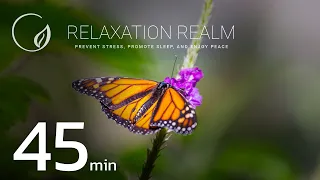 Butterfly Relaxation Music for Sleep Beautiful Relaxing Music, Music for Study, Beautiful Calm Music