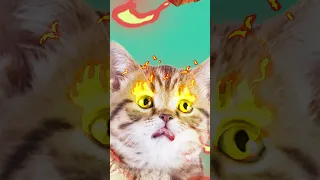 [ASMR]This is a steak mukbang animation asmr of the cat "Roro".