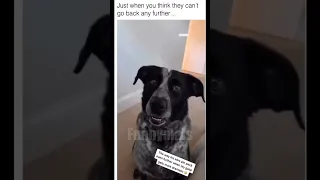 😂funny animal videos that i found for you #38😂