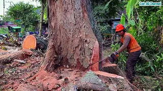 The fall of an old Mahogany tree is very risk