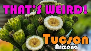 Tucson Arizona | WEIRDEST FACTS About Tucson, AZ