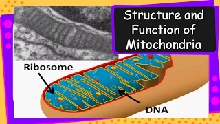 Science – Powerhouses of Cell: Mitochondria – Structure & Functions – English