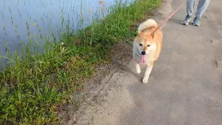 散歩で引っ張りまくる柴犬あい