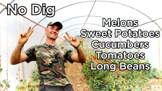 Growing Tropical Fruits and Vegetables in a NO DIG Polytunnel UK