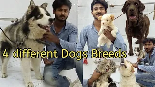 Biggest Dog Market in Pakistan - Labrador - Peraian Cat - Tollinton Market Lahore - Pet Market -Dogs