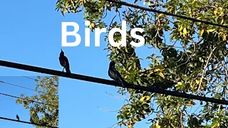 Bird Sounds Spectacular: Morning Bird Chirping