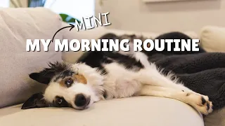 My Mini Aussie's Morning Routine