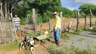 HOJE FOMOS COLHER ABÓBORA NO MEU ROÇADO AQUI NO SÍTIO MAMOEIRO, VEJA FARTURA NO SERTÃO PERNAMBUCANO.