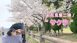 【ダックスフンド】愛犬たちと満開の桜を見に行こう！！【お花見】