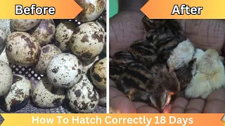 002 Quail Bird | How to Hatch Quail Bird Correctly Day 18  | Part 1 | WinLine Production