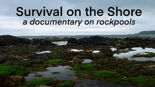 Survival on the Shore: a Marine Biology DOCUMENTARY on Rockpooling (When the Tide Retreats ep3)