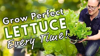 How To Grow Perfect Lettuce Every Time! 🥬