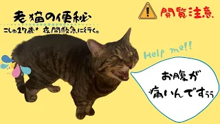 【閲覧注意】おじいちゃんねこが便秘になるとこうなります。。。【老猫の便秘】