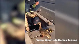 Cute Alert: Watch Firefighters Rescue Ducklings as the Mama Duck Watches