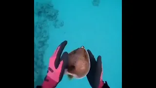 Puffer Fish Really Wants to Play with Diver