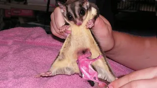 Tiny Newborn Sugar Glider Is Trying To Get Back In His Mama’s Belly || Sugar Glider Giving Birth