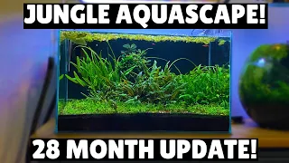Jungle Aquascape -  28 Month Update!