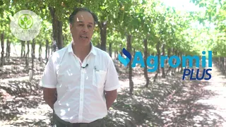 Altos rendimientos en producción de uva de mesa