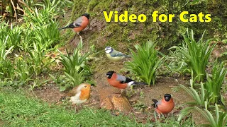 Cat TV - A Video for Cats to Watch Garden Birds - 8 HOURS