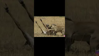 Epic Battle Between Lions and a Roan Antelope. #lions #shorts