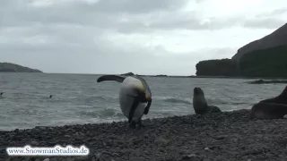 king penguin scratching his head