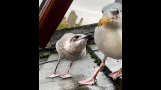 My Pet Seagull Is Scared of His Own Baby...