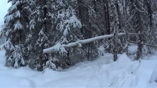 Проверка путика на куницу,собаки и люди на моей лыжне