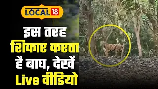 Pilibhit Tiger Reserve : बाघ ने पर्यटकों के बीच LIVE किया शिकार, रोंगटे खड़े कर देने वाला Video