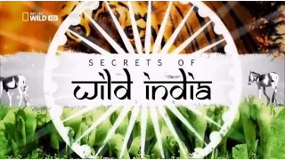 В царстве слонов  Тайны дикой природы Индии Фильм первый