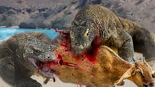 Incredible!! Komodo Dragons Attack And Eat Alive Deer - Komodo Vs Deer