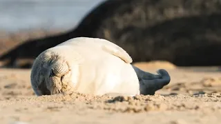 Sleepy Seals and Adorable Pups! | The Science Of Cute | BBC Earth Kids