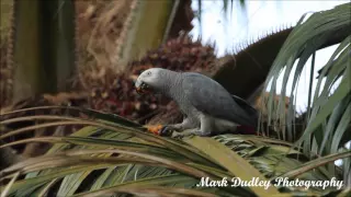 Wild African Grey