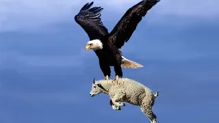 Most Deadly EAGLES Attacks 2019 Golden Eagle vs Goat, Hawk vs RattleSnake, Eagle vs Monkey