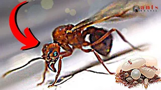 MY NEW QUEEN ANT * She cuts leaf and eats fungus * EXOTIC AND STRANGE ANT