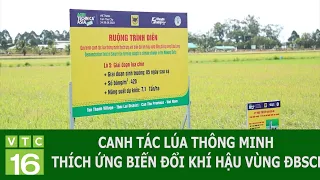 CANH TÁC LÚA THÔNG MINH THÍCH ỨNG BIẾN ĐỔI KHÍ HẬU VÙNG ĐBSCL | VTC16