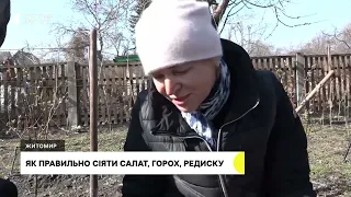 Тетянина садиба// Садимо горох, салат