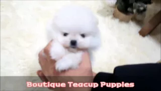 Amazing VIP Micro TEACUP Tiny Prince Gorgeous Ice White Bear Pom