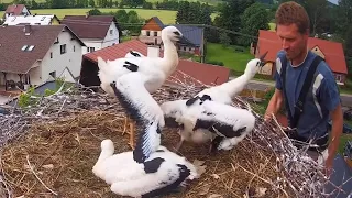 Čápi Mladé Buky | Jídlo nebo život | Food or life | Jedzenie lub życie