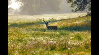 Five Lakes Ranch | Brownwood Texas Ranch for Sale