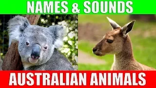 AUSTRALIAN ANIMALS Names and Sounds for Kids to Learn | Learning Australian Animal Names