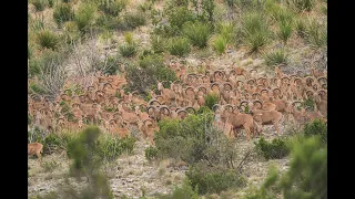 Aoudad Sheep Hunt in the Glass Mountains of West Texas