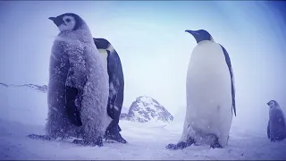 Penguins 4D | Trailer