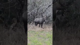 250 yard shot on a south Texas nilgai antelope bull #nilgai #hunting