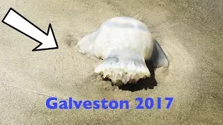 VLOG :Galveston 2017