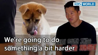 We're going to do something a bit harder [Dogs are incredible : EP.148-3] | KBS WORLD TV 221115