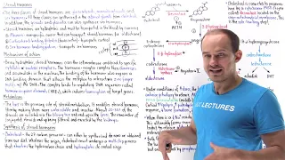 Synthesis of steroid hormones